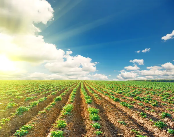 Potato field under blue sky landscape Royalty Free Stock Photos
