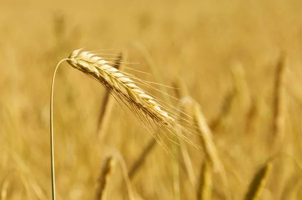 Золотое ухо против пшеничного поля — стоковое фото