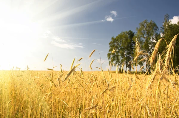 成熟的小麦的夏天视图 — 图库照片