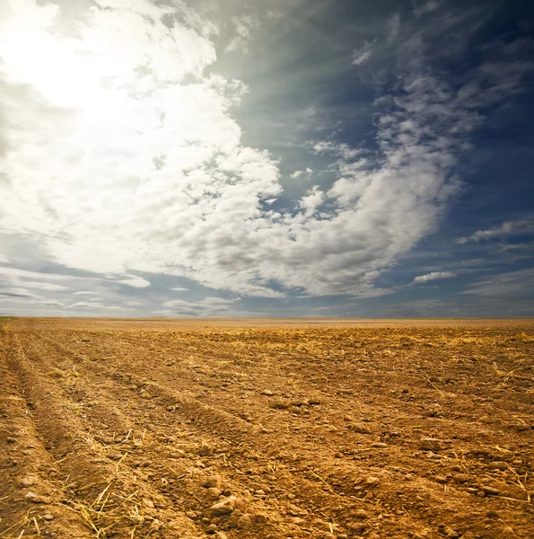 Картофельное поле на закате под голубым небом — стоковое фото