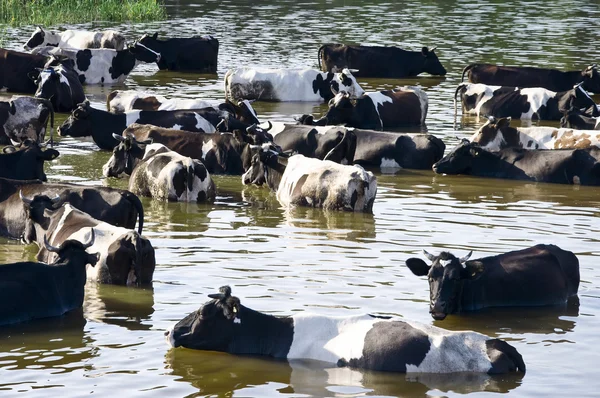 stock image Cows on watering place on river