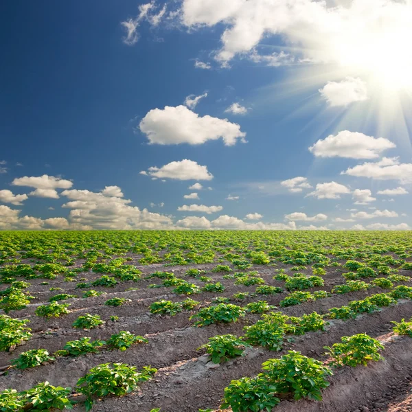 Campo de batatas em um pôr-do-sol abaixo do céu azul — Fotografia de Stock