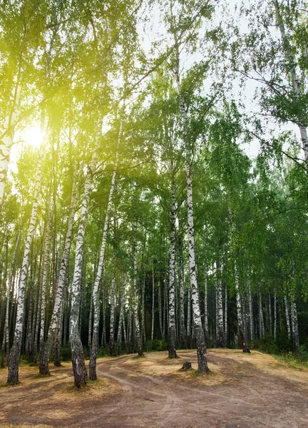 Birch trees in a summer forest under sun — Stock Photo, Image