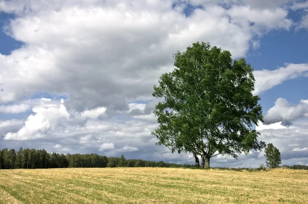 초원 의나무 — 스톡 사진