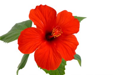 hibiscus çiçeği