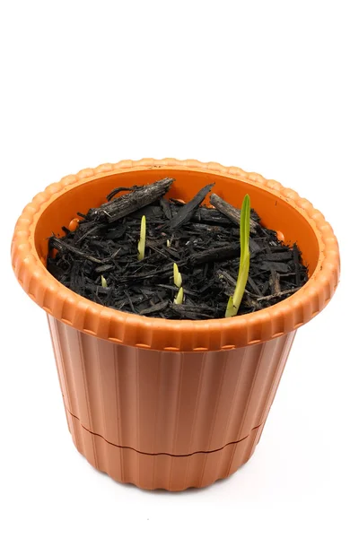 The first spring shoots of freesia — Stock Photo, Image