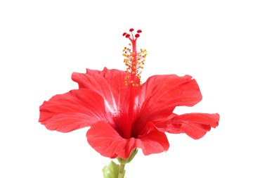 hibiscus çiçeği