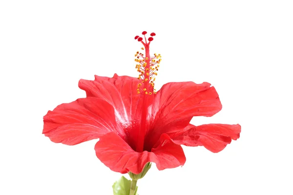 HIBISCUS फूल — स्टॉक फ़ोटो, इमेज