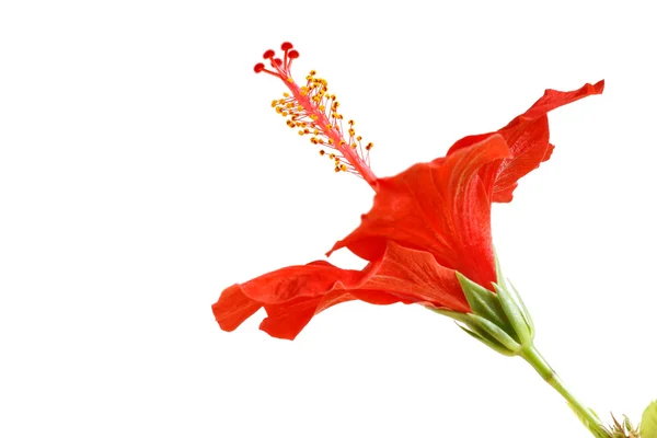 Fiore di ibisco — Foto Stock