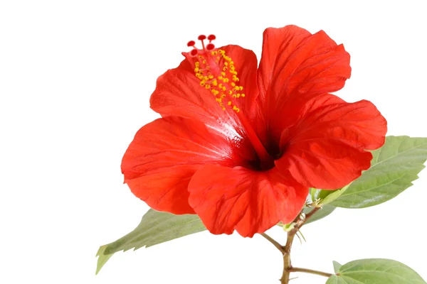 Hibiscus flower Royalty Free Stock Images