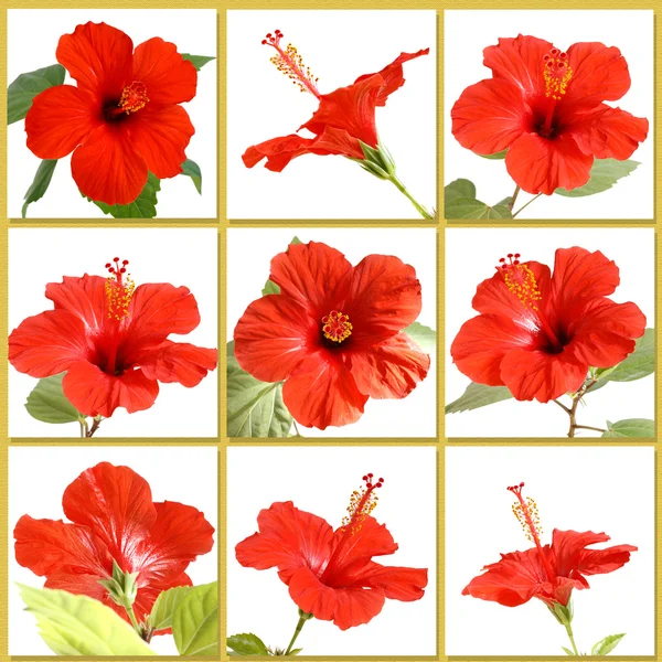 Flor de hibisco — Fotografia de Stock