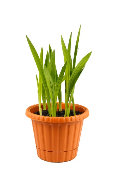Plant in a flowerpot — Stock Photo, Image