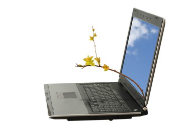 Laptop and a branch spiraea Japanese clipart