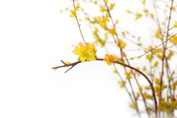 stock image Young leaves of Japanese spiraea