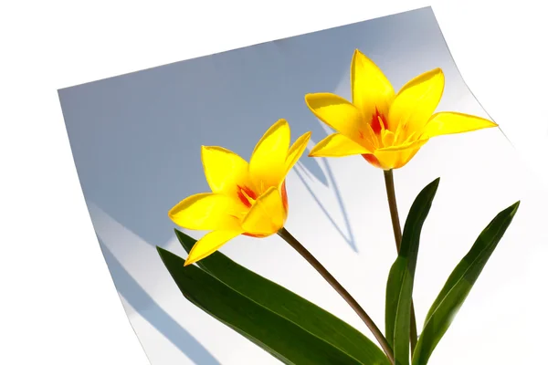 Wskrzeszony tulipany — Zdjęcie stockowe