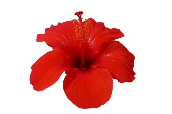 Квітка гибискуса з червоним — стокове фото