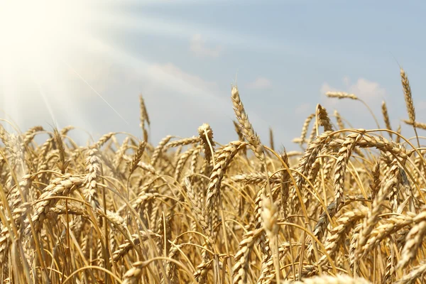 Field of wheat ready for harvesting — Stock Photo, Image