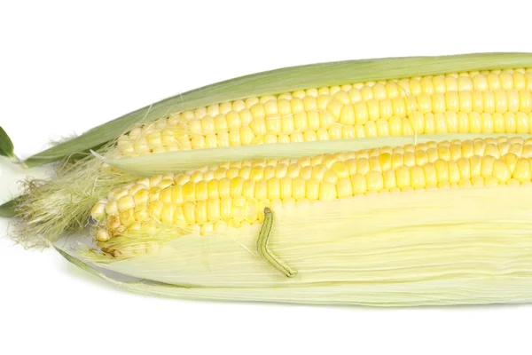 Caterpillar come maíz —  Fotos de Stock