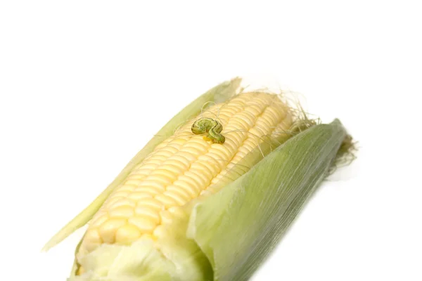 Bruco striscia sulla pannocchia di mais dolce — Foto Stock