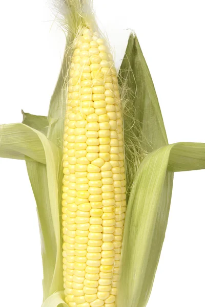 Kolby kukurydzy młodych — Zdjęcie stockowe