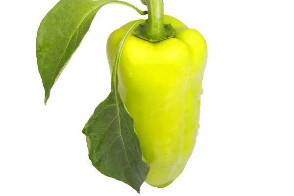 Bulgarian peppers — Stock Photo, Image