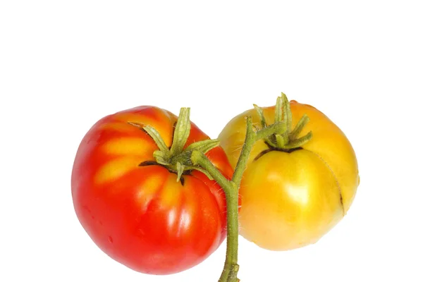Tomates frescos vermelhos e castanhos — Fotografia de Stock