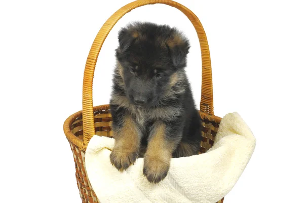 stock image Month puppy German Shepherd