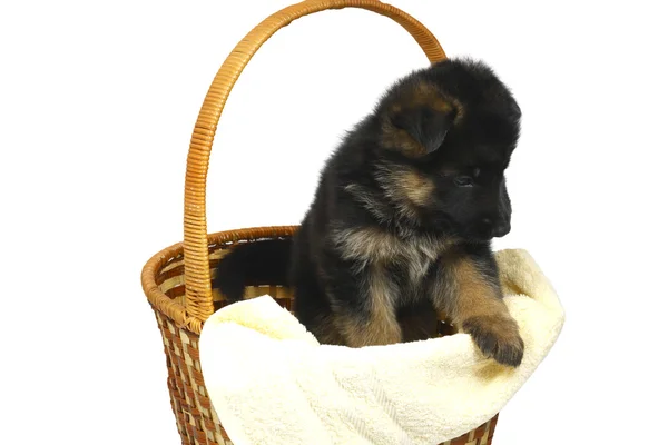 stock image Month puppy German Shepherd