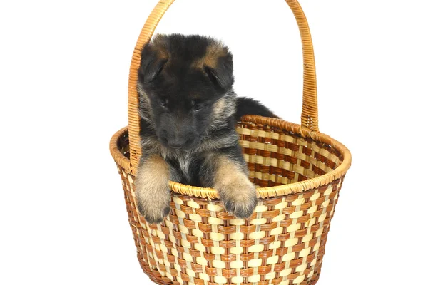 Month puppy German Shepherd — Stock Photo, Image