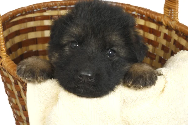 stock image Month puppy German Shepherd