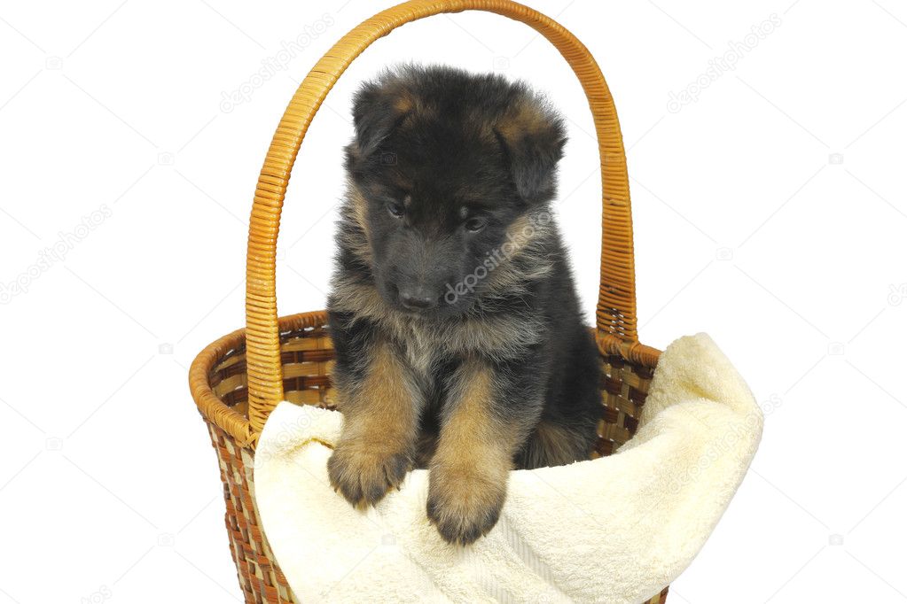 Month puppy German Shepherd