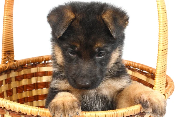 stock image Month puppy German Shepherd