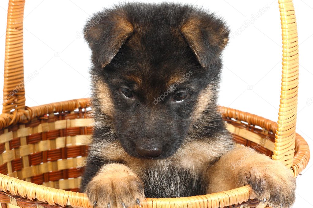 Mois Chiot Berger Allemand Image Libre De Droit Par Sergeykolesnikov C