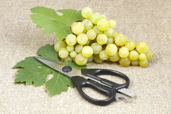Bunch of ripe grapes and scissors — Stock Photo, Image