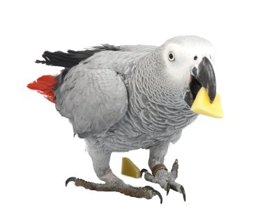 Jaco parrot and pieces of raw potato clipart