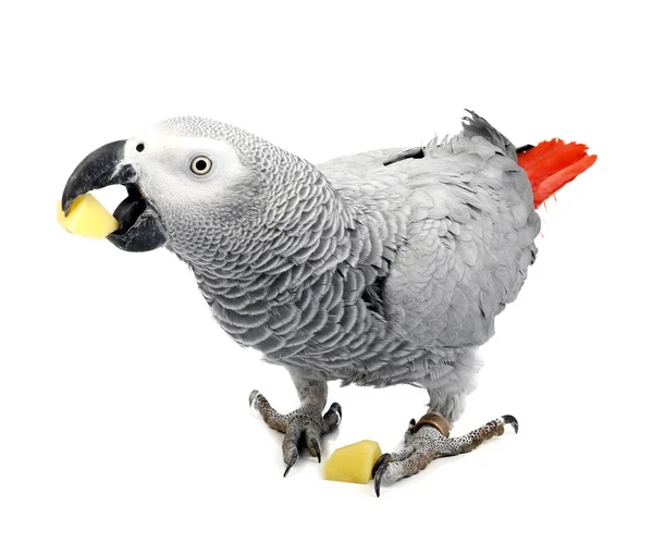 Jaco papegaai en stukken van rauwe aardappel — Stockfoto