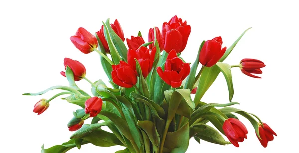 Bouquet of the tulips — Stock Photo, Image