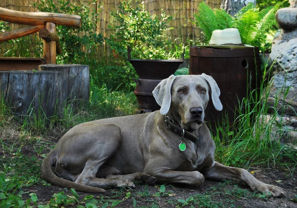 Pes v zahradě — Stock fotografie