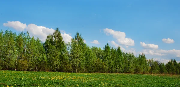 stock image Meadow
