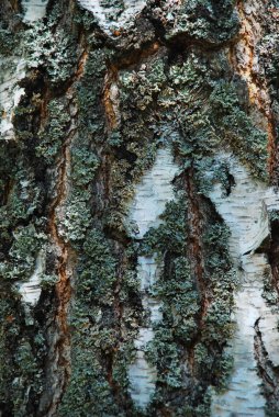 Bark of a birch tree clipart