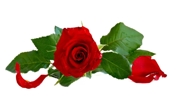 Rose ve yaprakları — Stok fotoğraf
