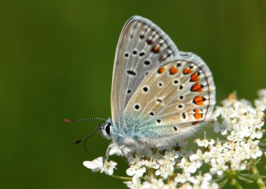 Kelebek açık (polyommatus icarus)