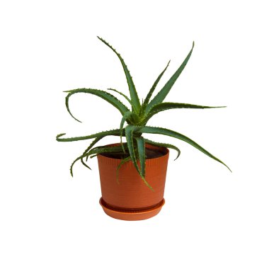 Aloe beyaz arkaplanda izole edildi