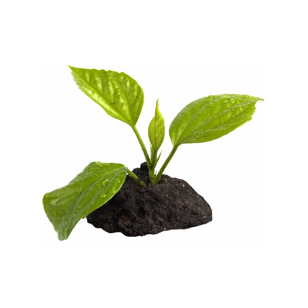 Młoda roślina zielony — Zdjęcie stockowe