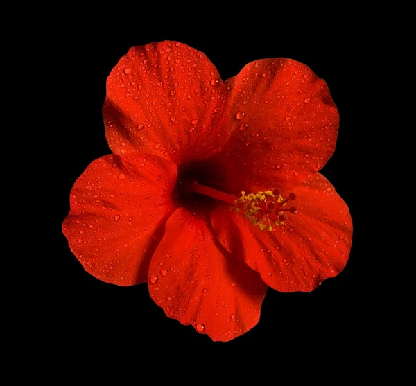 लाल फूल — स्टॉक फ़ोटो, इमेज