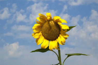 Sunflower for all the sun worshippers clipart