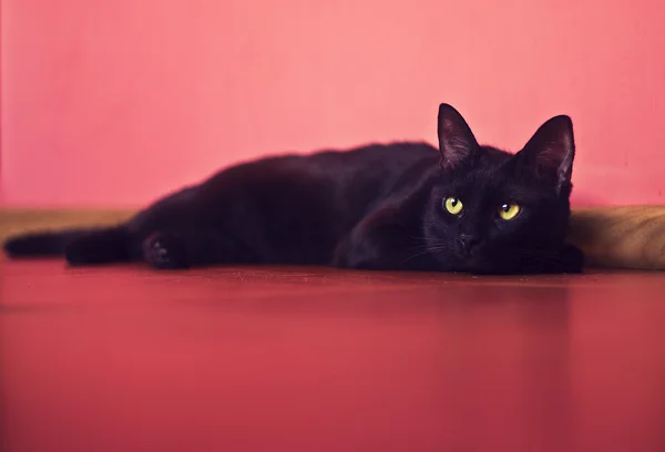 Кіт лежить на підлозі — стокове фото