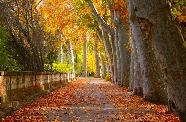 Fall in a Park — Stock Photo, Image