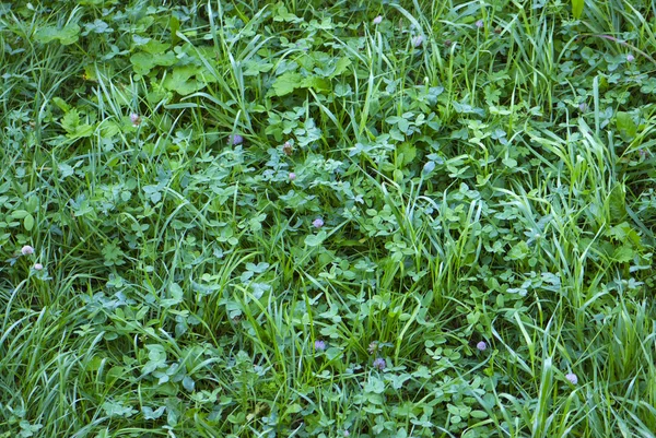 stock image Green grass background