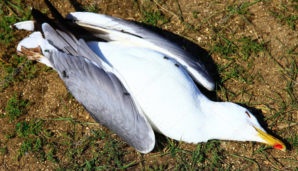 Dead seagull — Stock Photo © yuiyui #3723246